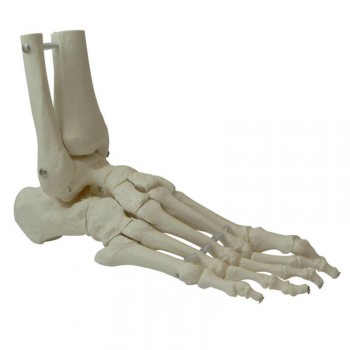 squelette du pied squelette du pied